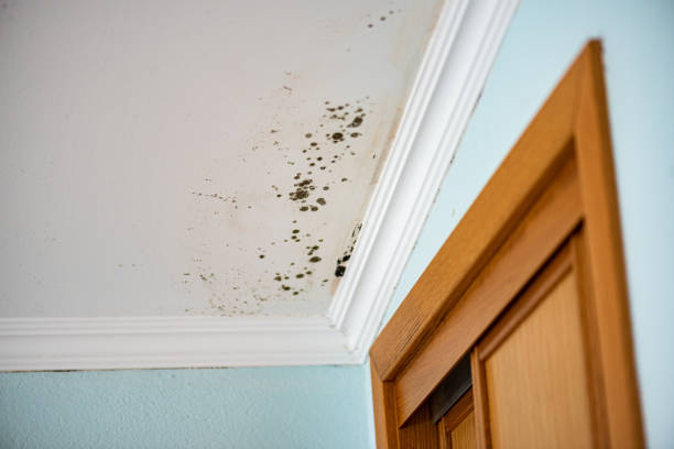 Best Insurance-Related Mold Remediation in New Hope, AL