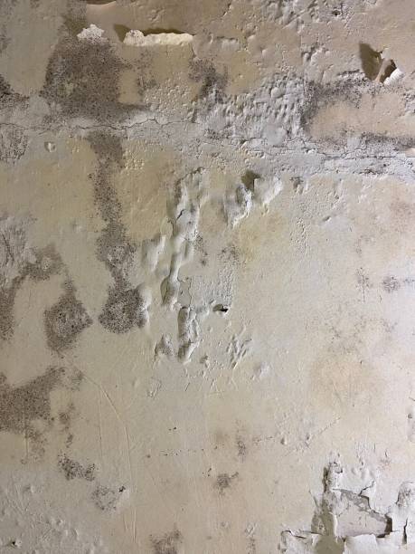 Best Residential Mold Remediation in New Hope, AL